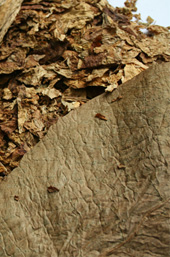 Camtek