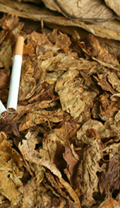 Camtek
